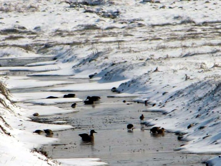 Kod Pirota vrste pataka koje nisu viđene decenijama 2 patke okolina Pirota