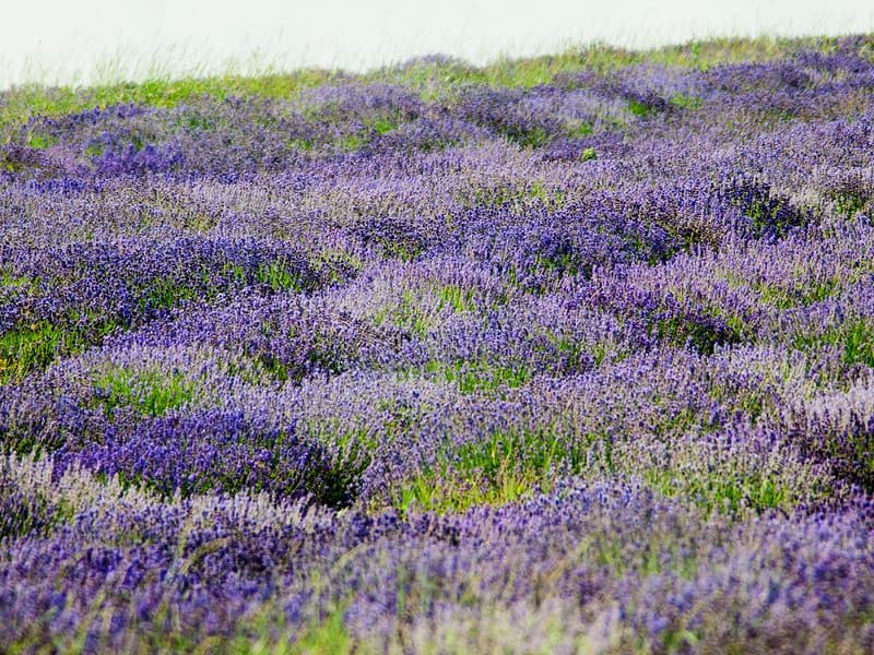 lavanda