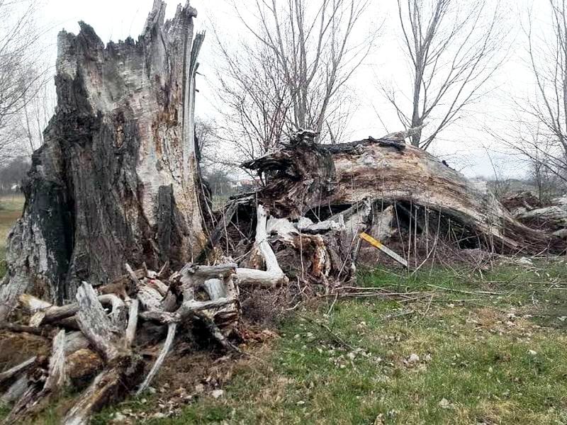 Kopači zlata uništili topolu pod zaštitom države 3 zlatari unistili topolu 1