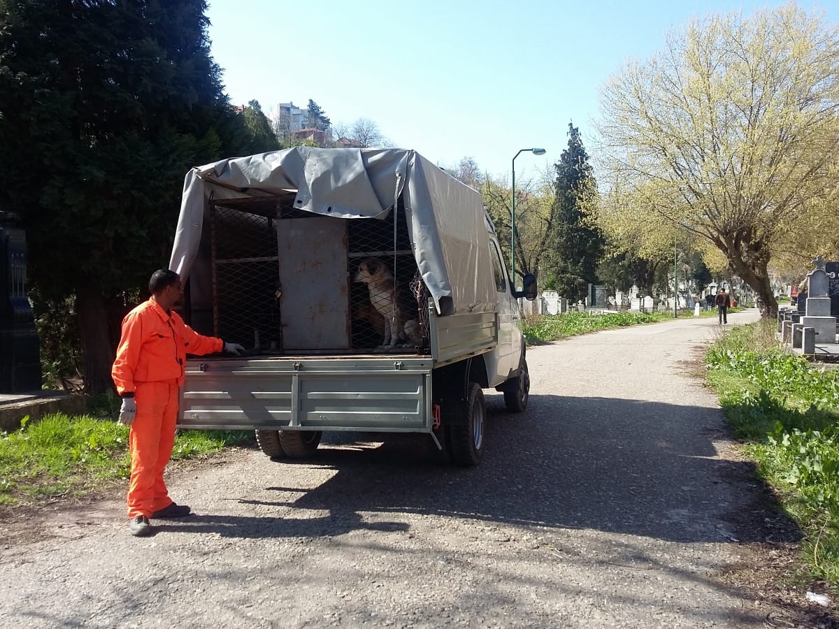 Hvatanje pasa Staro groblje