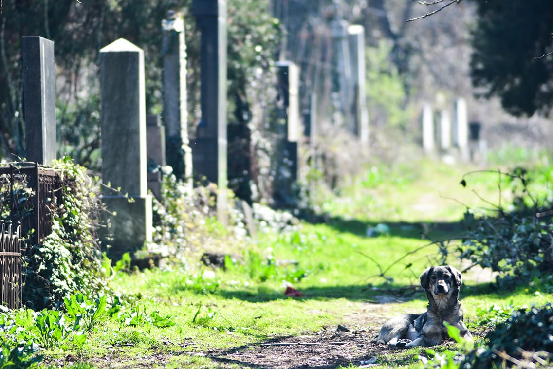 psi staro groblje