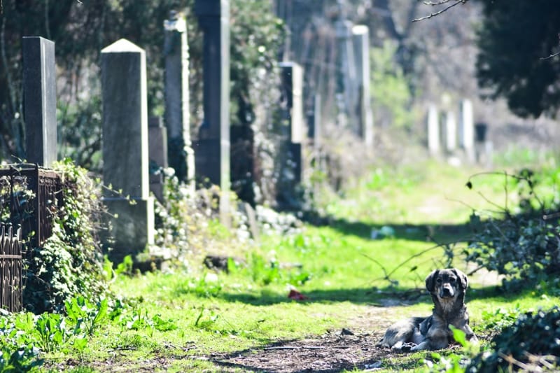 psi staro groblje vanja