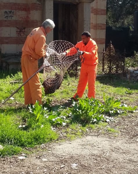 800x600 Hvatanje pasa