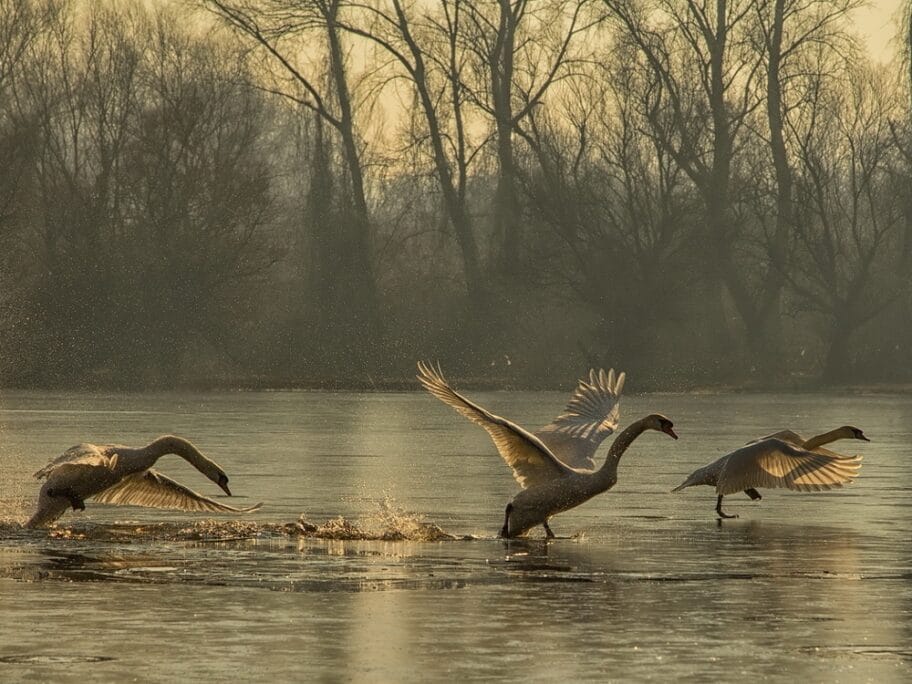 1 NAG I NAG MART 021 JAN VALO LEDENI START 1