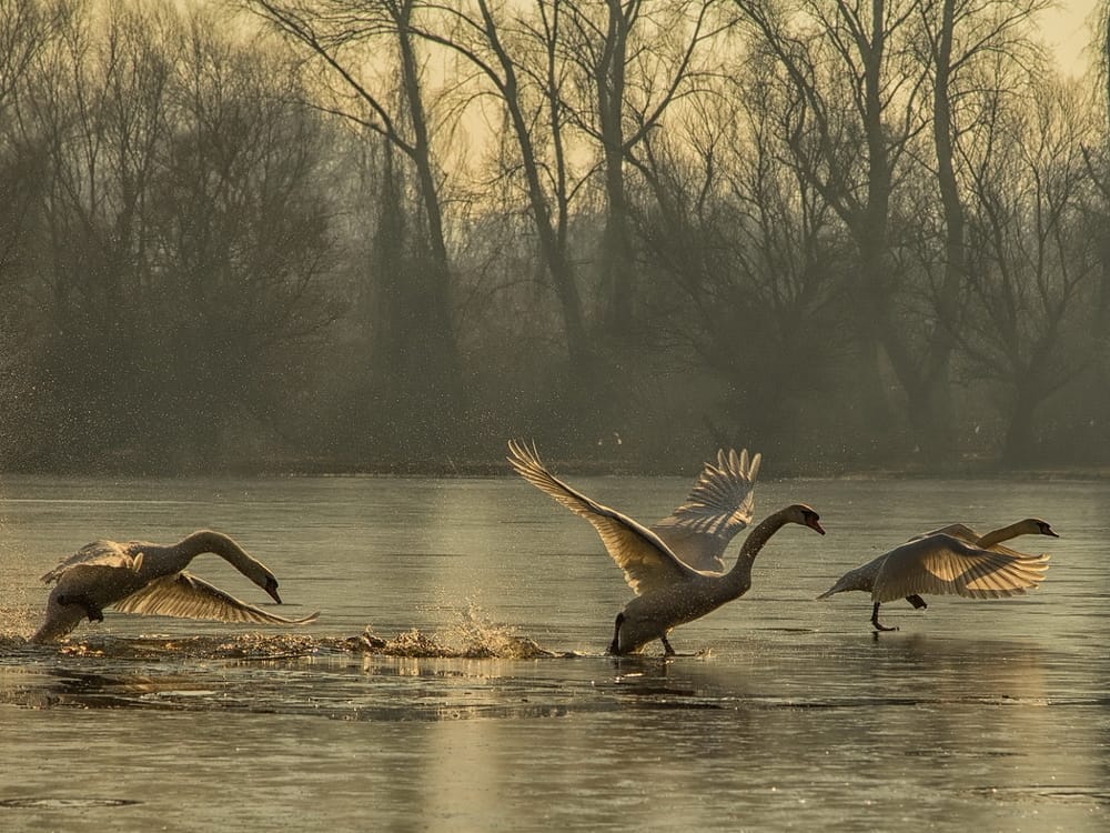 1 NAG I NAG MART 021 JAN VALO LEDENI START 1