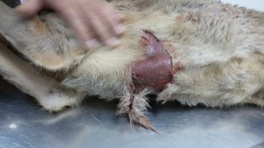 Izujedana srna slika 1