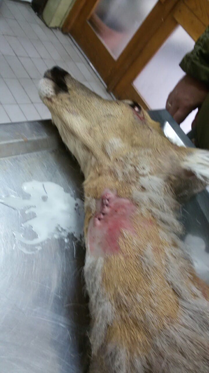 Izujedana srna slika 3