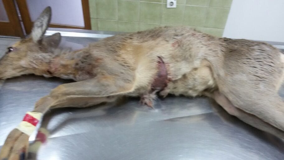 Izujedana srna slika 2