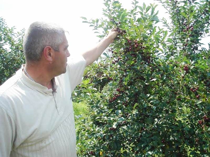 Niske temperature i kiša smanjuju rod voća 1 visnje prokuplje lj m