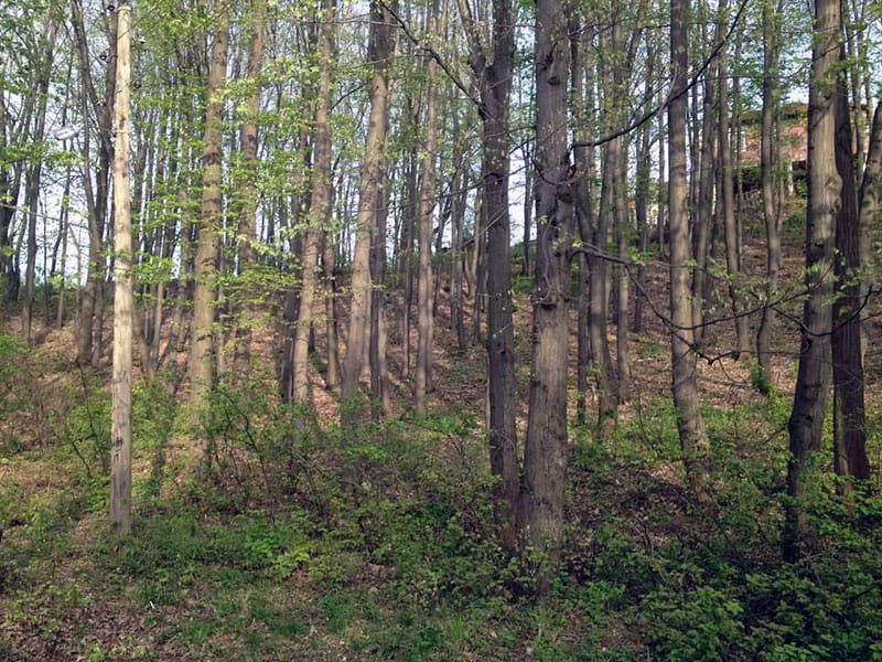 Suma Marija Filipovic