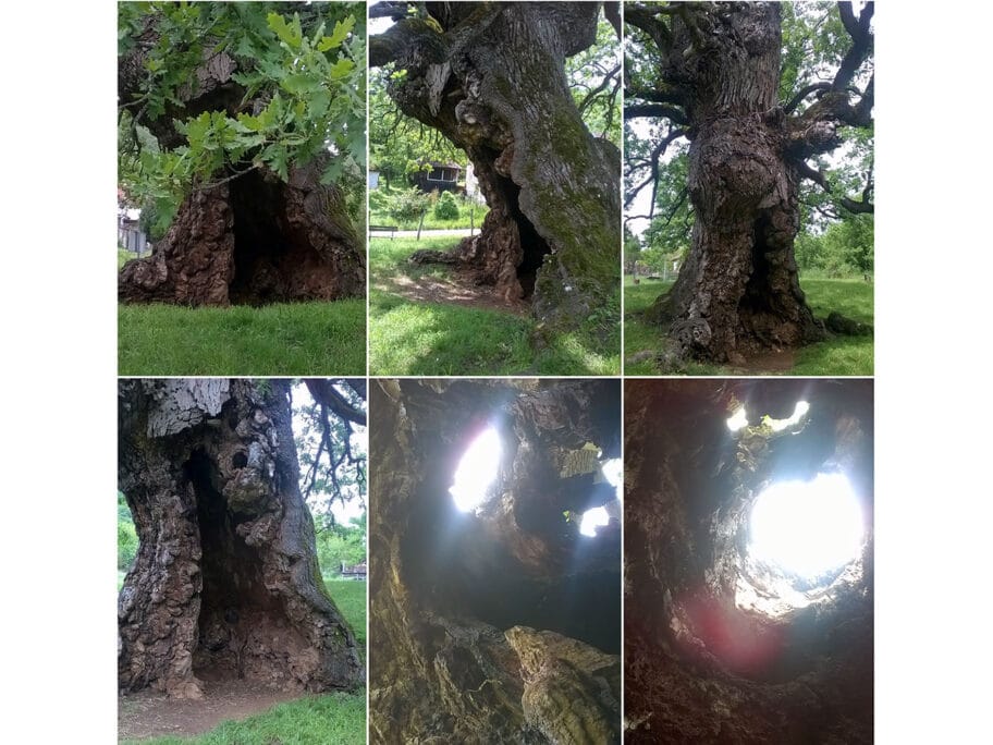 Najstariji hrast na Balkanu Divljana