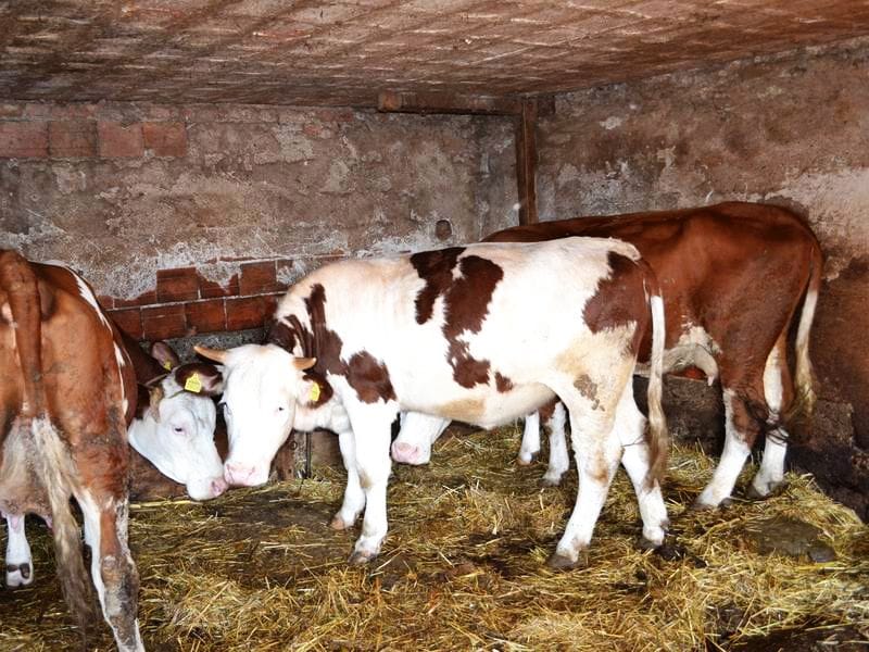 Krave stoka Ilustracija foto A K Juzne vesti