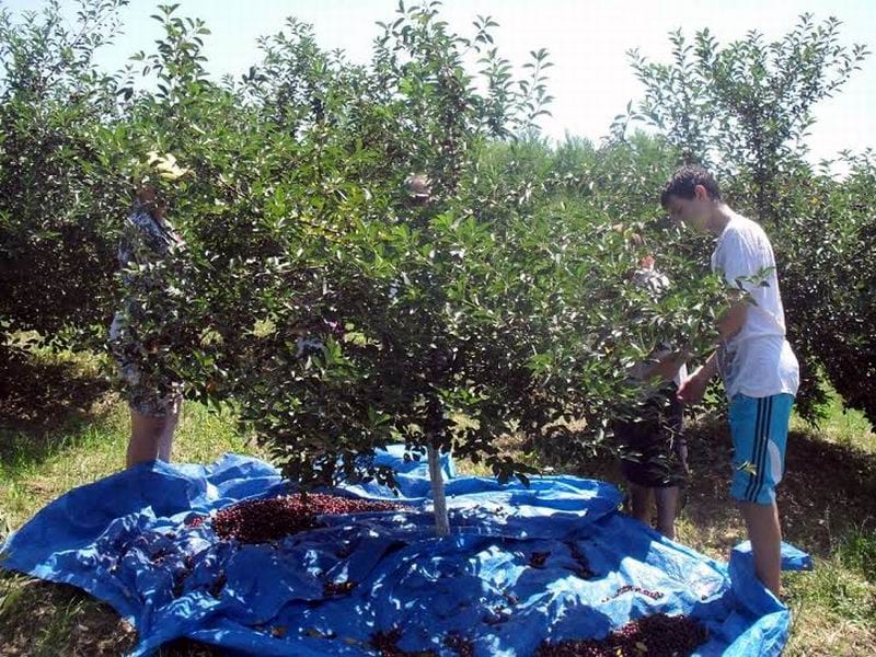 niska otkupna cena visnje foto Lj M Juzne vesti