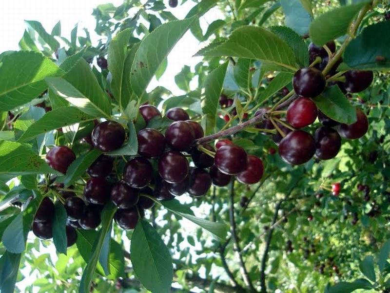 visnje niska otkupna cena foto lj m juzne vesti