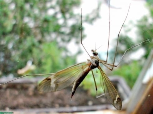 Komarac Petra Djurdjevski