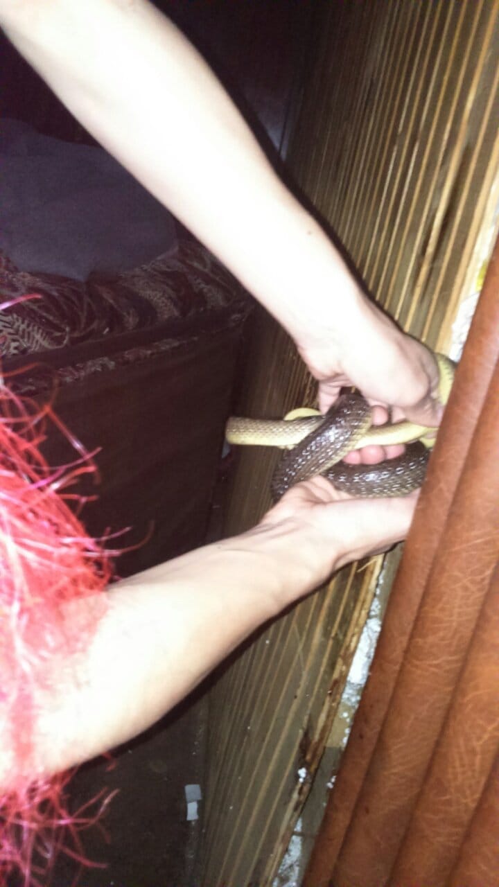 zmije doljevac dusan stojanovic