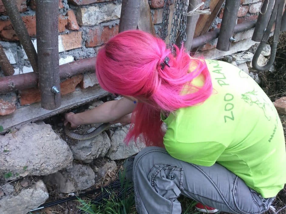 Zmije Dusan Stojanovic Zoo planet