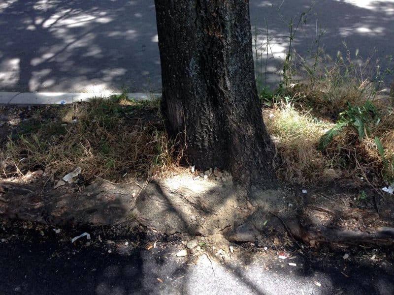 prvomajska korenje JV