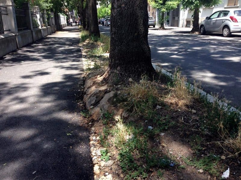 prvomajska korenje2 JV