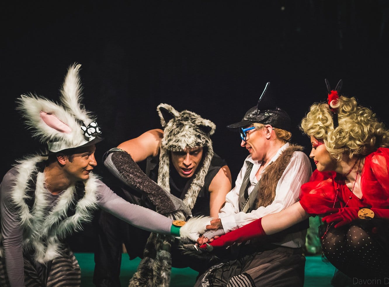 stonoga foto Davorin Dinic