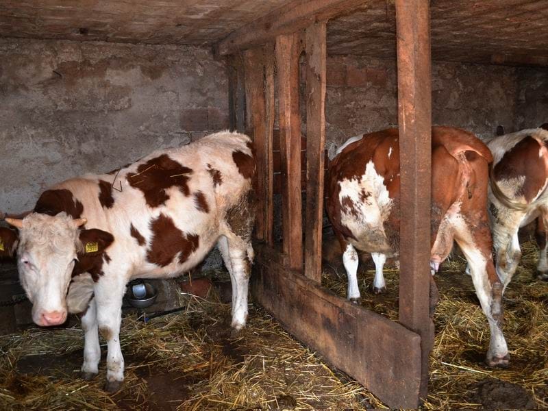 Krave ilustracija foto A K juzne vesti