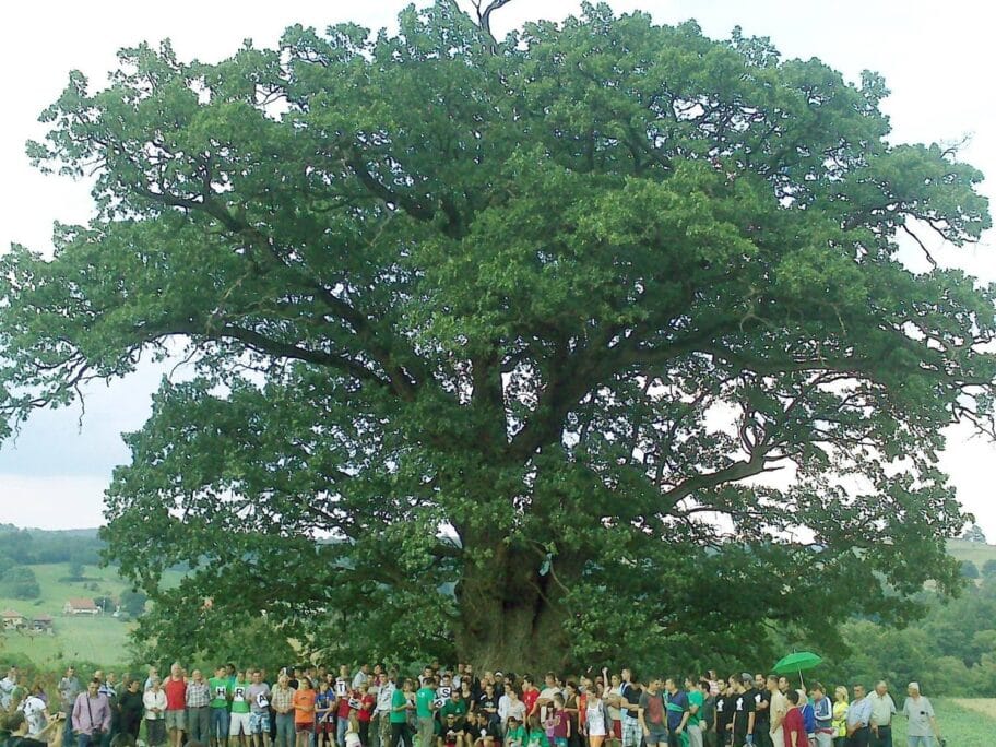 druzina hrasta foto NKC