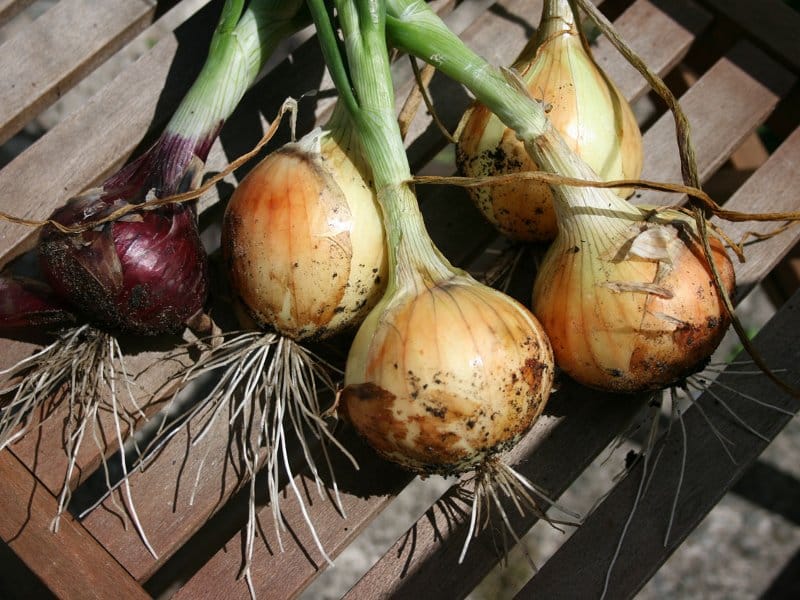 luk foto publicdomainpictures net