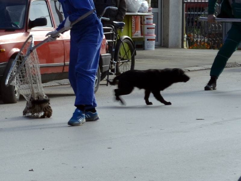 Psi lutalice foto A K Kosta Juzne vesti