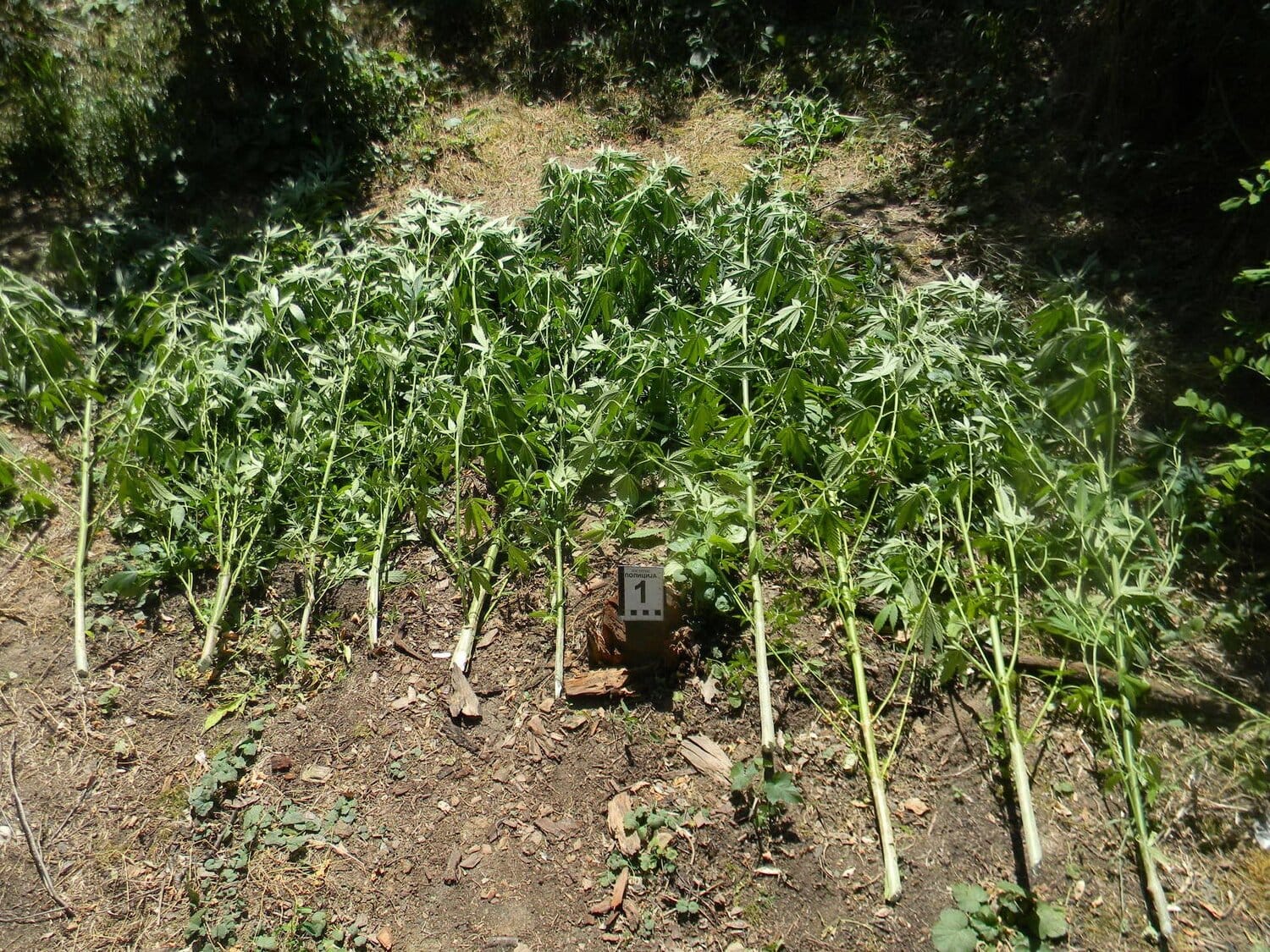 marihuanafoto PU Nis