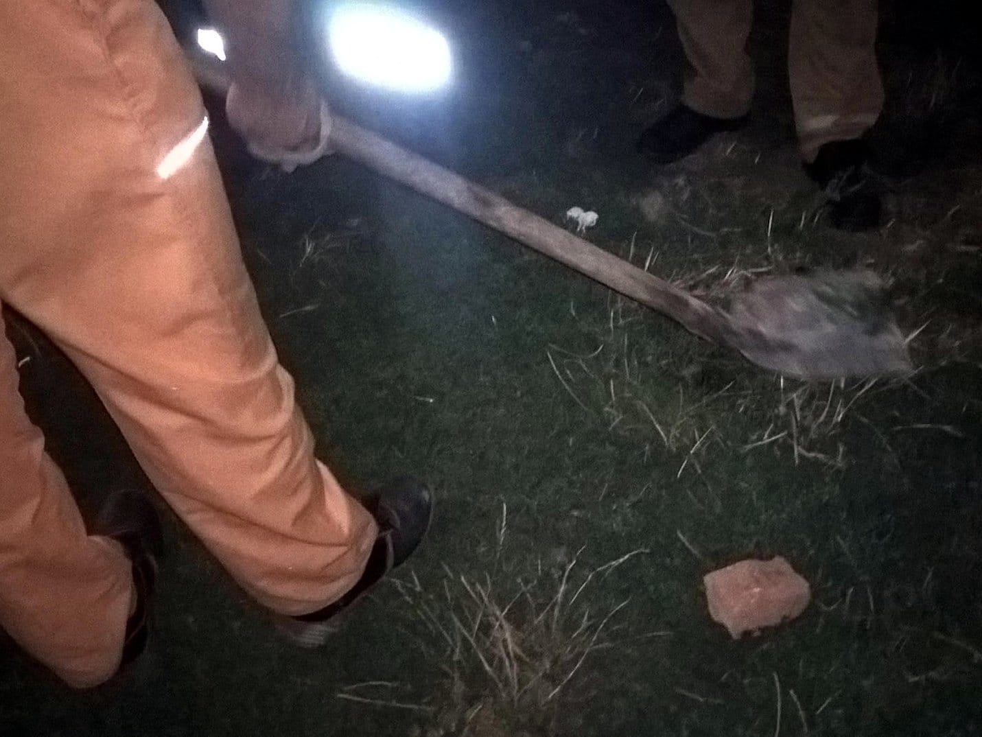 Otrov na dečijem igralištu, uginuli psi 1 Uklanjanje otrova foto Sanja Pesic