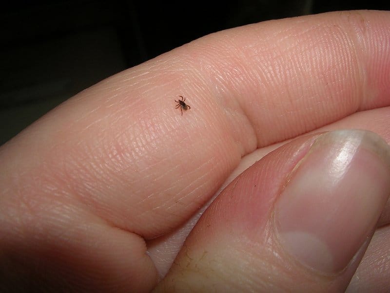 krpelj foto flickr RagnhildBrosvik