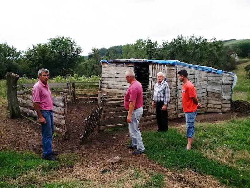 Zaklano 6 ovaca kod Prokuplja 19 psi lutalice zaklali ovce foto lj m 1