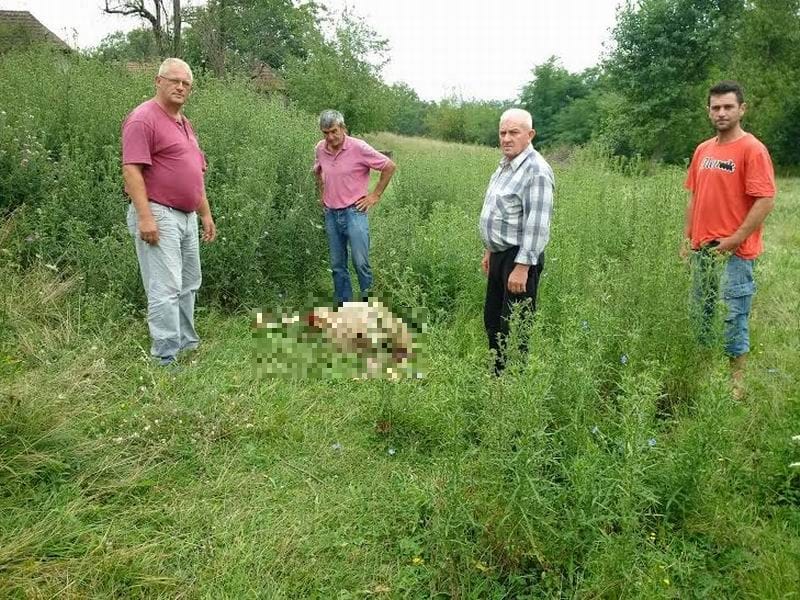 psi lutalice zaklali ovce foto lj m 2