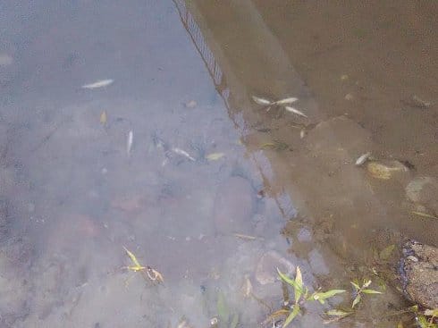 ribe Kutinska reka Niska Banja