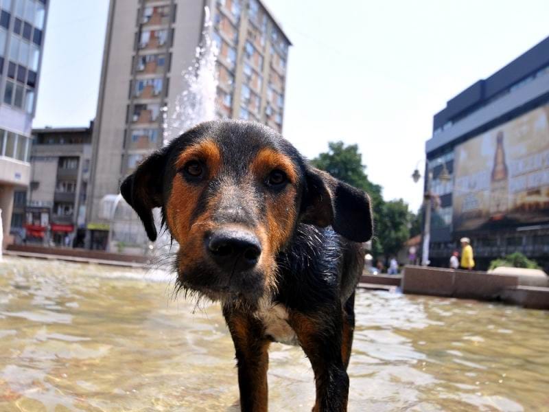 Pas voda vrucina foto Vanja Keser Juzne vesti
