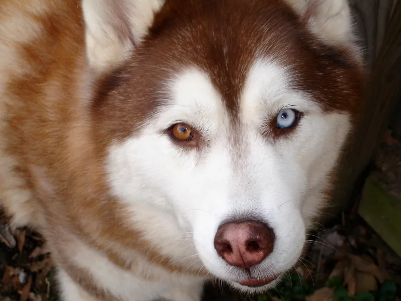 Siberian Husky copper bi eye