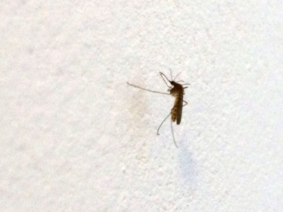 Za dezinsekciju i deratizaciju Leskovca 6 miliona iz gradskog budžeta 4 Komarac JV