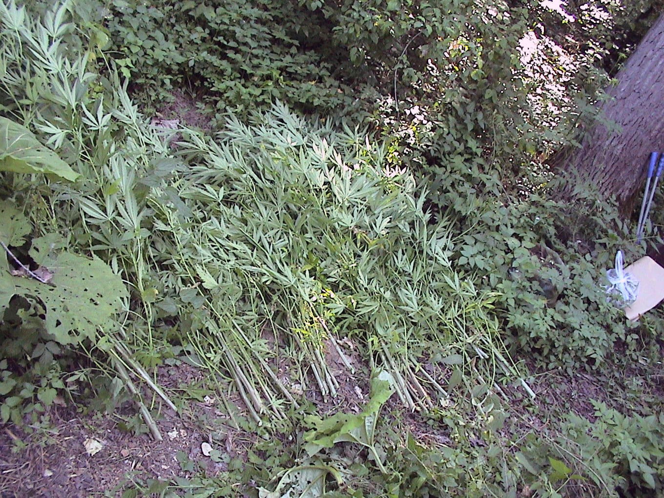 Marihuana policija vranje 2