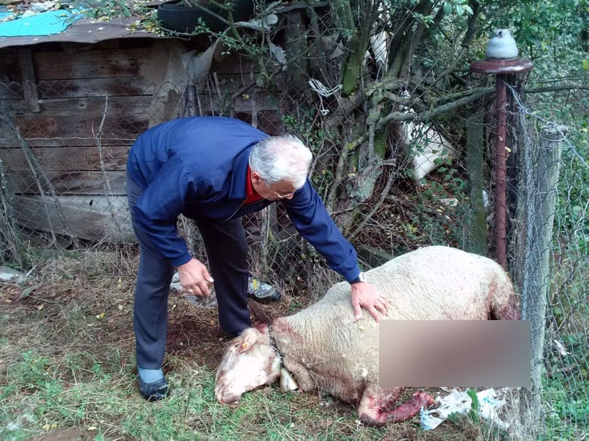 Vukovi nedaleko od Prokuplja zaklali šest ovaca 12 Vlasnik pored zaklane ovce JV