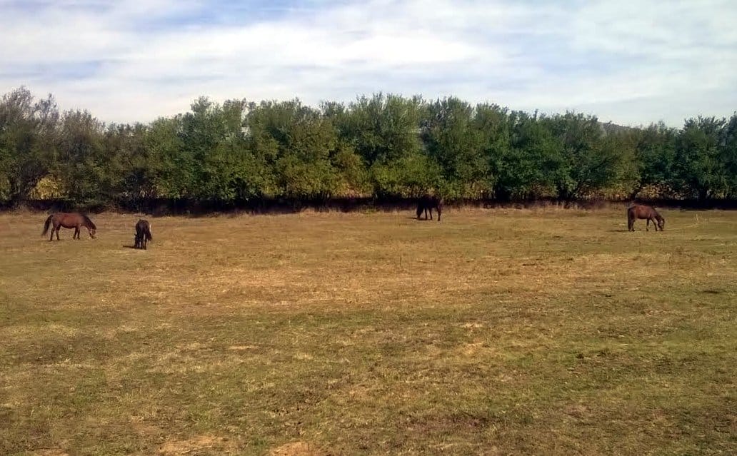 Konji Dimitrovgrad foto Biljana Marinkov