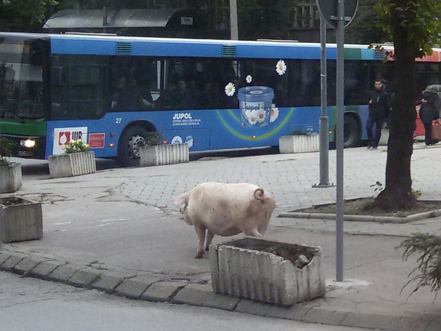 Foto-vest: Svinja prošetala Trgom kralja Aleksandra 11 Svinja Trg kralja Aleksandra SG