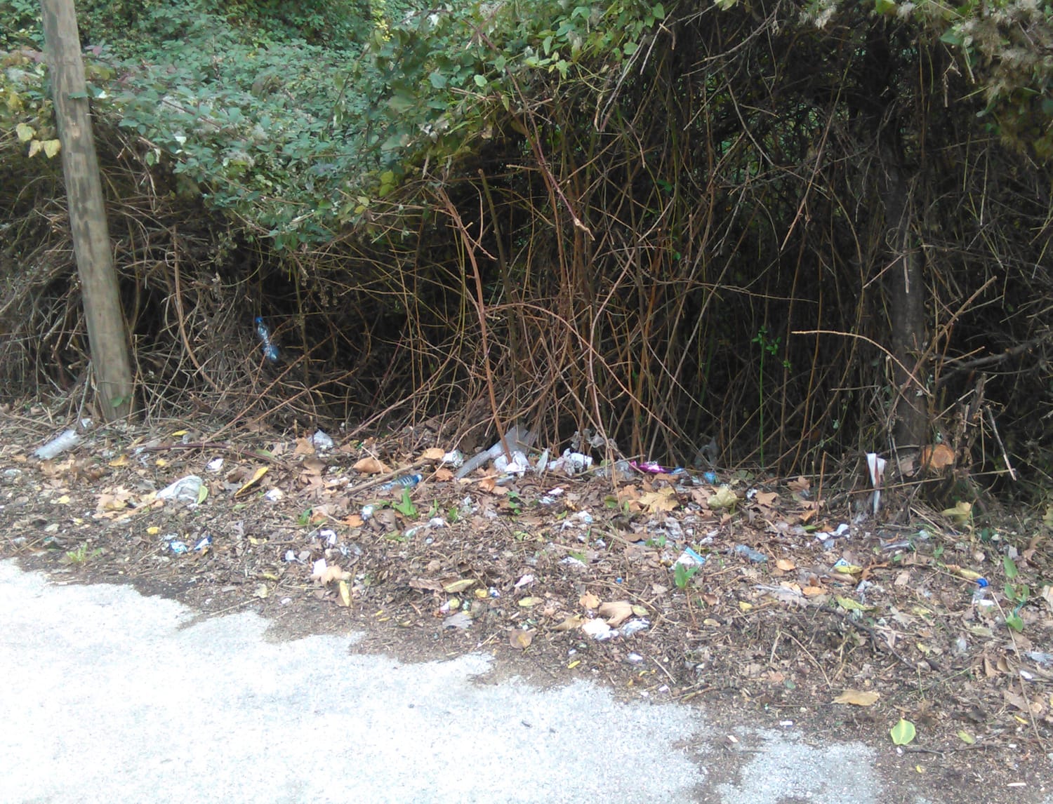 Rodile flase u grmlju JV