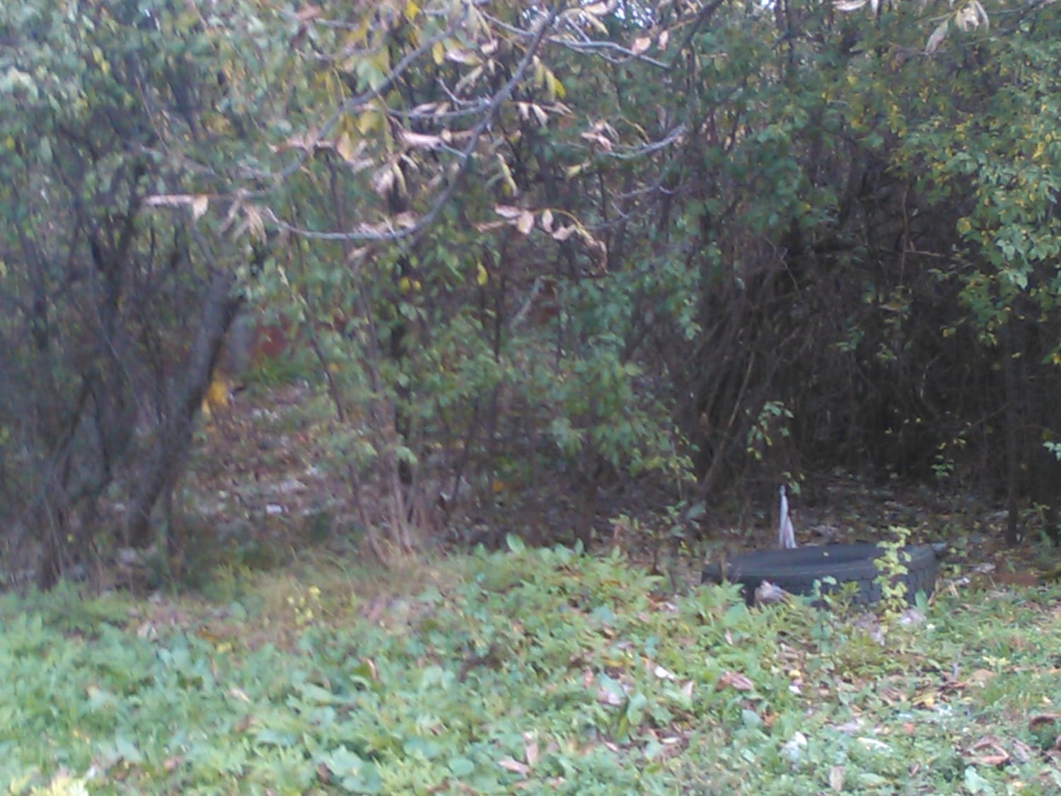 Izgubljena guma u sumi JV