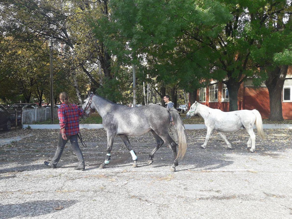 Konji u dvoristu skole Sveti Sava foto JV