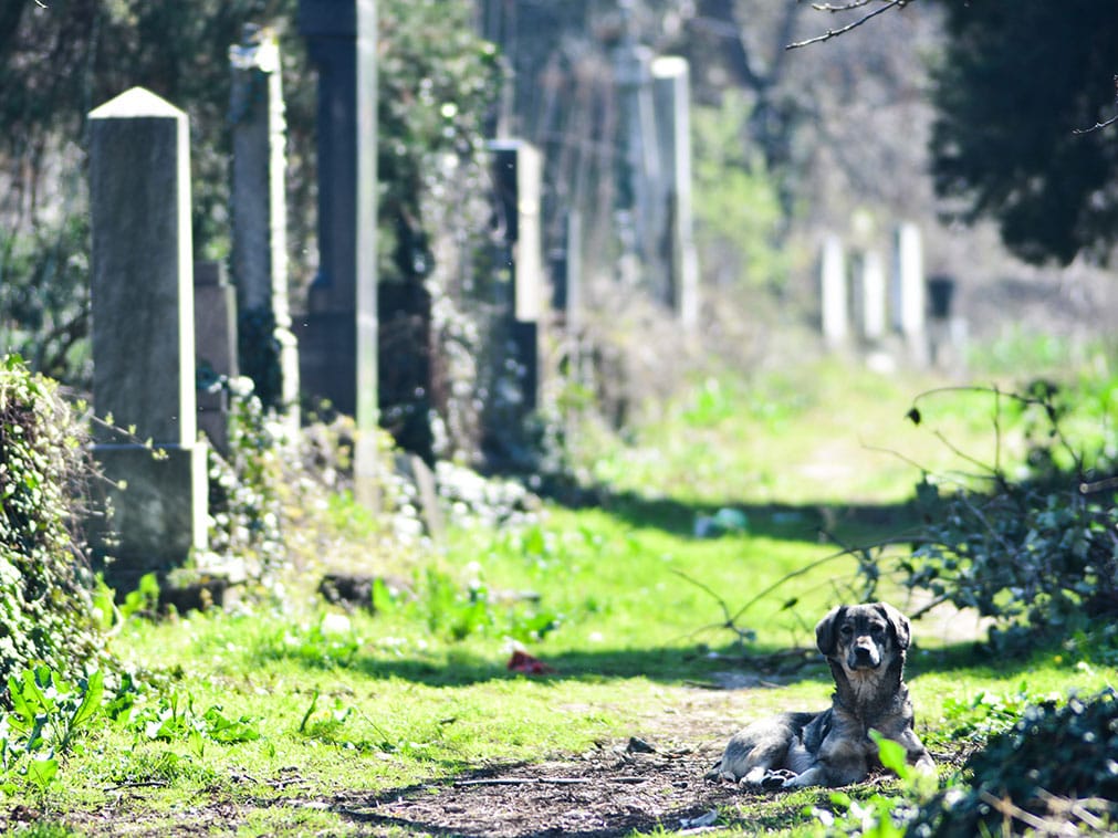 psi staro groblje Vanja Keser