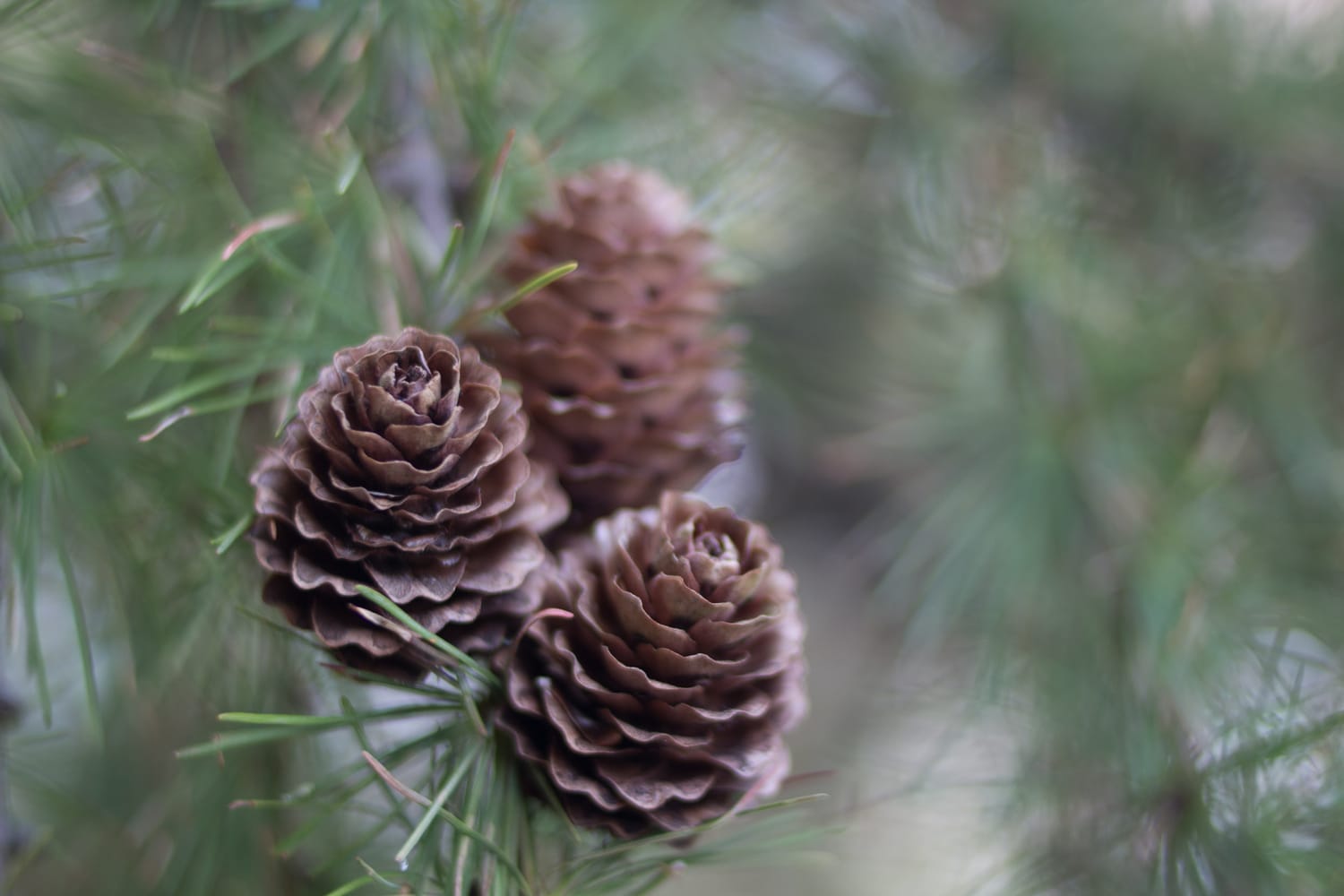 Bogata-flora-i-fauna-autor-M.M