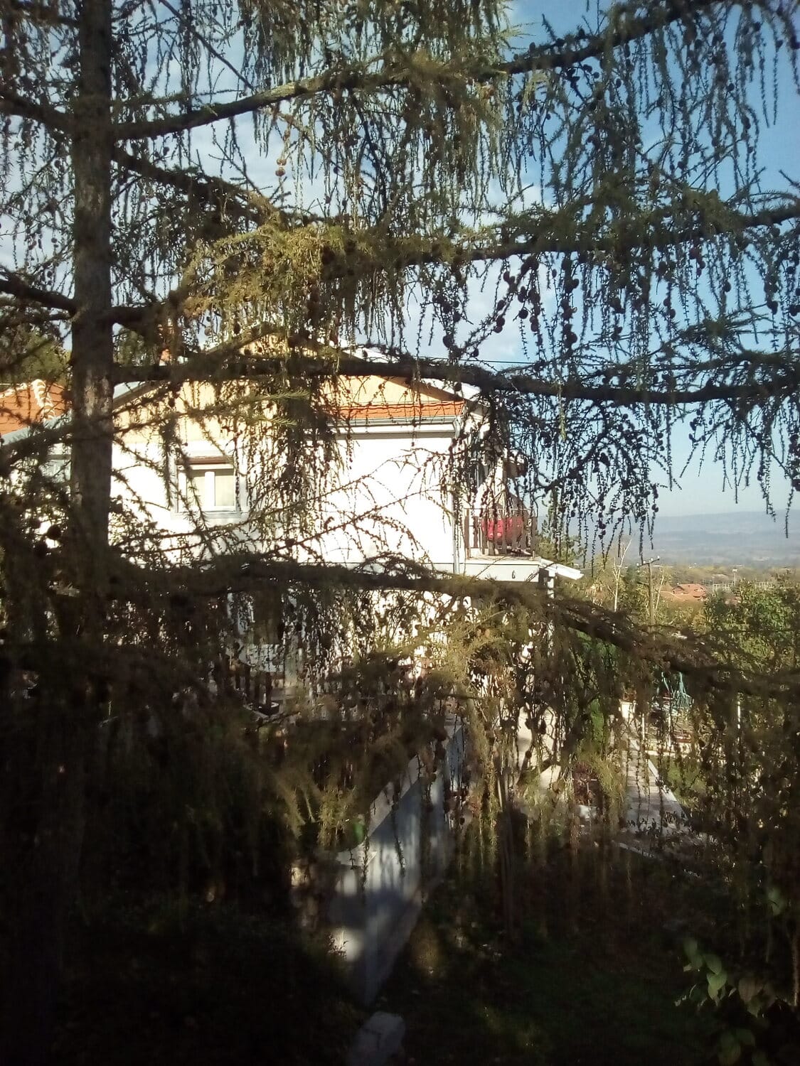 VIkendice-među-četinarima-NM