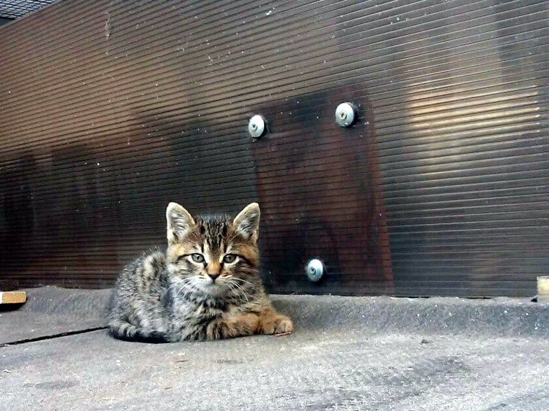 Mučio mače, pa pretio pištoljem u Brzom brodu 10 mace M R