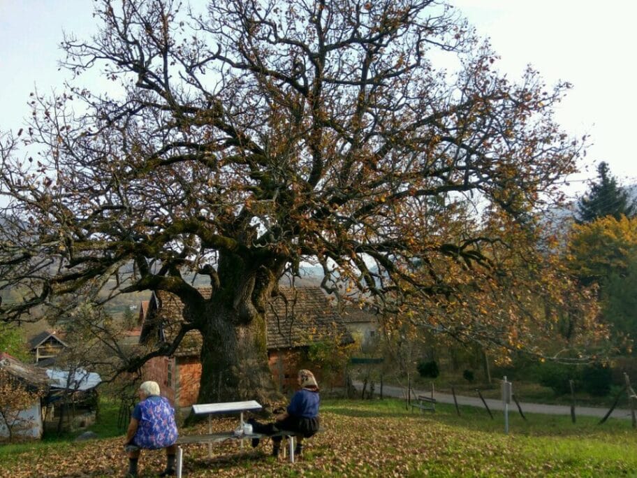 Hrast Divljana foto JV