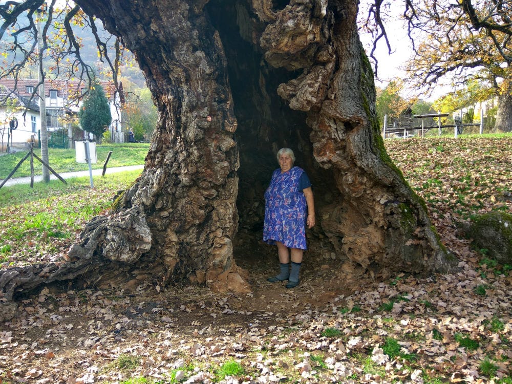 Baka-Ruza-se-najvise-naljuti-kad-kazu-da-je-supljina-od-udara-groma